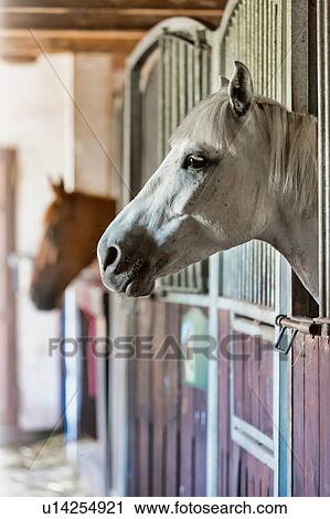 Stock Image - Portrait of a white horse on barn. Fotosearch