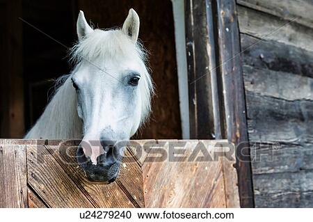 Stock Image - Portrait of a white horse on barn. Fotosearch