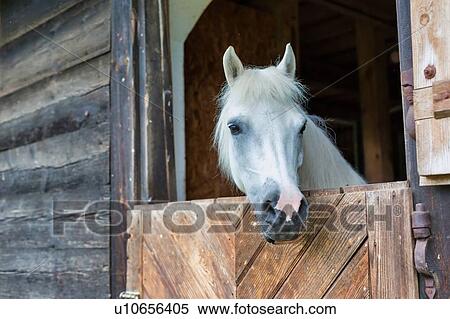 Stock Photography - Portrait of a white horse on barn. Fotosearch