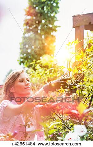 Picture - Portrait of beautiful gardener cutting tree branches in the garden. Fotosearch