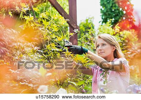 Portrait of beautiful gardener cutting tree branches in the garden View Large Photo Image Stock Image - Portrait of beautiful gardener cutting tree branches in the garden. Fotosearch