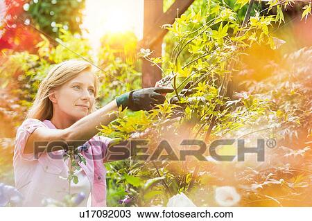 Portrait of beautiful gardener cutting tree branches in the garden View Large Photo Image Stock Image - Portrait of beautiful gardener cutting tree branches in the garden. Fotosearch