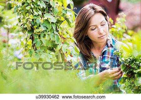 Portrait of beautiful gardener examining plants in shop View Large Photo Image Stock Image - Portrait of beautiful gardener examining plants in shop. Fotosearch