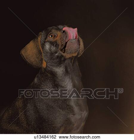 Portrait of black little puggle being excited to eat treats while sticking his tongue out View Large Photo Image Stock Image - Portrait of black little puggle being excited to eat treats while sticking his tongue out. Fotosearch