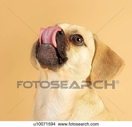 Portrait of cute little puggle being excited to eat treats while sticking his tongue out View Large Photo Image Picture - Portrait of cute little puggle being excited to eat treats while sticking his tongue out. Fotosearch
