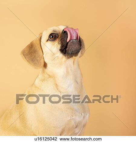 Stock Image - Portrait of cute little puggle being excited to eat treats while sticking his tongue out. Fotosearch