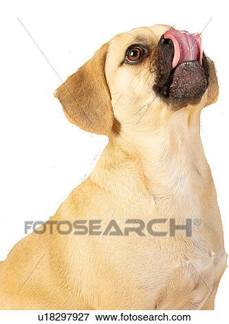 Stock Photo - Portrait of cute little puggle being excited to eat treats while sticking his tongue out. Fotosearch