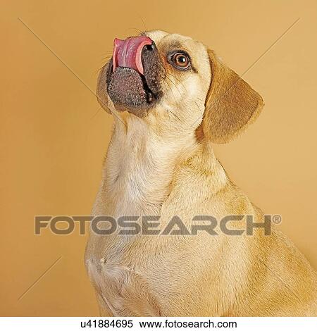 Stock Photography - Portrait of cute little puggle being excited to eat treats while sticking his tongue out. Fotosearch