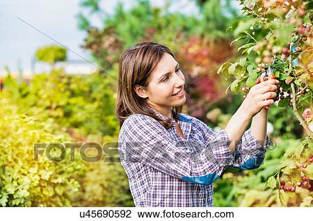 Stock Image - Portrait of female gardener cutting tree branches in shop. Fotosearch