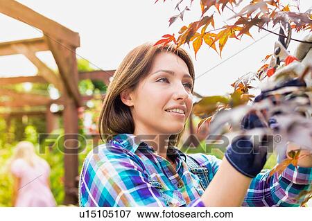 Portrait of mature beautiful gardener examining plants View Large Photo Image Stock Photo - Portrait of mature beautiful gardener examining plants. Fotosearch