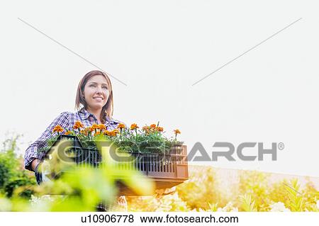 Portrait of mature female gardener carrying flowers in crate at shop View Large Photo Image Stock Photo - Portrait of mature female gardener carrying flowers in crate at shop. Fotosearch