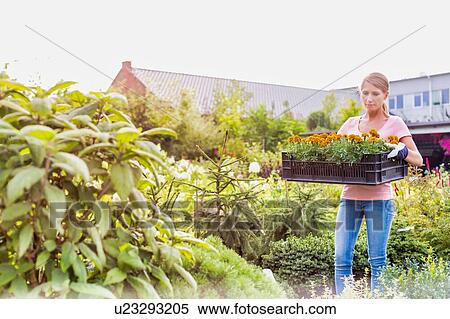 Portrait of mature female gardener carrying flowers in crate at shop View Large Photo Image Stock Photography - Portrait of mature female gardener carrying flowers in crate at shop. Fotosearch