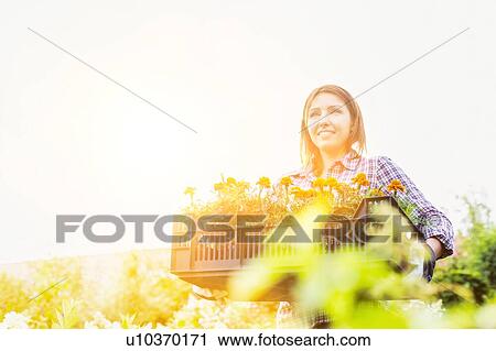 Portrait of mature gardener carrying flowers on crate with lens flare in background View Large Photo Image Stock Image - Portrait of mature gardener carrying flowers on crate with lens flare in background. Fotosearch