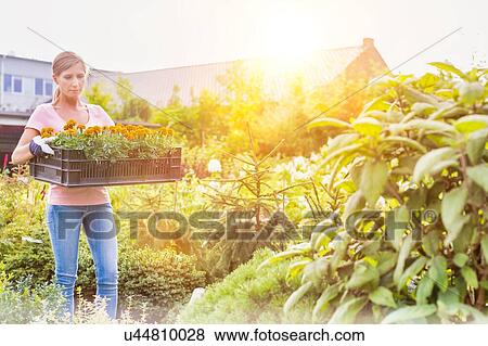 Portrait of mature gardener carrying flowers on crate with lens flare in background View Large Photo Image Stock Photo - Portrait of mature gardener carrying flowers on crate with lens flare in background. Fotosearch