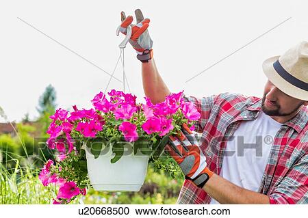 Portrait of mature gardener examining flowers on a pot in shop View Large Photo Image Stock Image - Portrait of mature gardener examining flowers on a pot in shop. Fotosearch