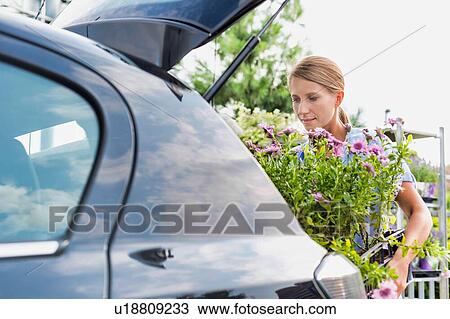 Stock Image - Portrait of mature gardener putting flowers on crate in car trunk for delivery. Fotosearch