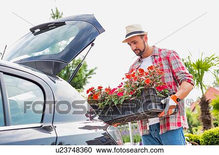 Portrait of mature gardener putting flowers on crate in car trunk for delivery View Large Photo Image Stock Image - Portrait of mature gardener putting flowers on crate in car trunk for delivery. Fotosearch