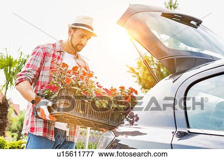 Stock Photo - Portrait of mature gardener putting flowers on car trunk for delivery. Fotosearch