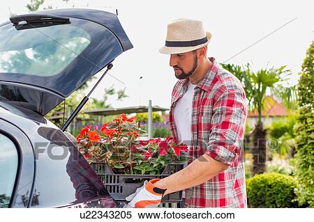 Portrait of mature gardener putting flowers on crate in car trunk for delivery View Large Photo Image Stock Photography - Portrait of mature gardener putting flowers on crate in car trunk for delivery. Fotosearch