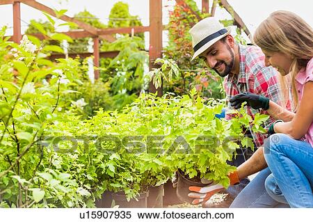 Portrait of mature gardeners examining plants in the garden View Large Photo Image Stock Photography - Portrait of mature gardeners examining plants in the garden. Fotosearch