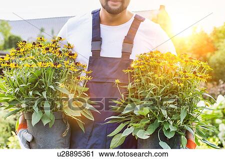 Portrait of mature male gardener carrying flowers on pot in shop View Large Photo Image Stock Image - Portrait of mature male gardener carrying flowers on pot in shop. Fotosearch