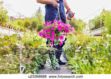 Portrait of mature male gardener holding flower in shop View Large Photo Image Stock Photo - Portrait of mature male gardener holding flower in shop. Fotosearch