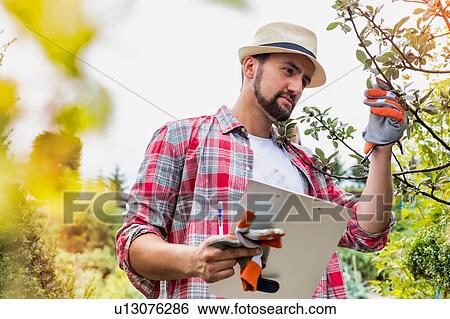 Stock Photograph - Portrait of mature man examining plants growing in garden while writing report on clipboard. Fotosearch