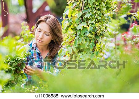 Portrait of smiling mature woman examining plants in the garden View Large Photo Image Stock Photography - Portrait of smiling mature woman examining plants in the garden. Fotosearch