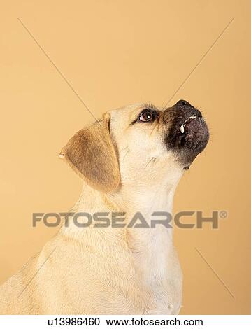 Portrait of young adorable brave puggle View Large Photo Image Stock Image - Portrait of young adorable brave puggle. Fotosearch