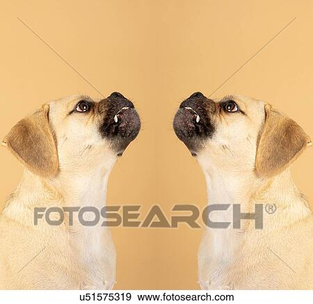 Stock Photo - Portrait of young adorable brave puggle. Fotosearch
