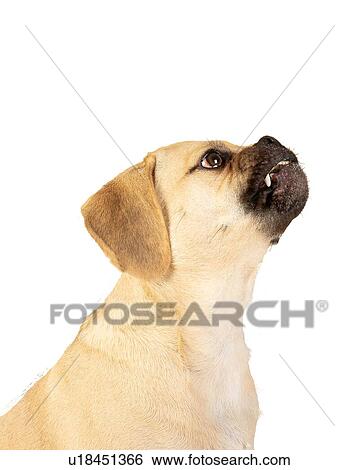 Portrait of young adorable brave puggle View Large Photo Image Stock Photograph - Portrait of young adorable brave puggle. Fotosearch