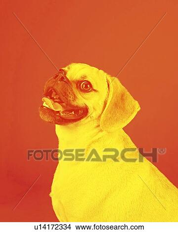 Portrait of young adorable happy puggle View Large Photo Image Picture - Portrait of young adorable happy puggle. Fotosearch