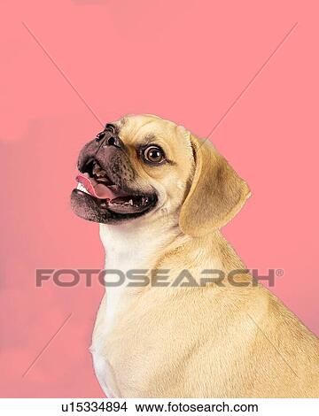 Picture - Portrait of young adorable happy puggle. Fotosearch