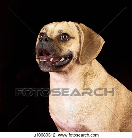 Portrait of young adorable happy puggle View Large Photo Image Stock Image - Portrait of young adorable happy puggle. Fotosearch