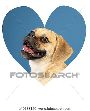Stock Image - Portrait of young adorable happy puggle. Fotosearch