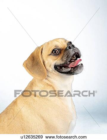 Portrait of young adorable happy puggle View Large Photo Image Stock Photo - Portrait of young adorable happy puggle. Fotosearch