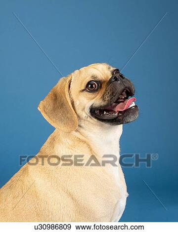 Stock Photo - Portrait of young adorable happy puggle. Fotosearch