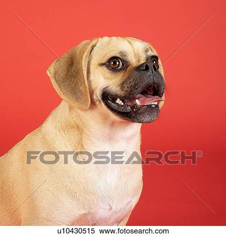 Stock Photography - Portrait of young adorable happy puggle. Fotosearch