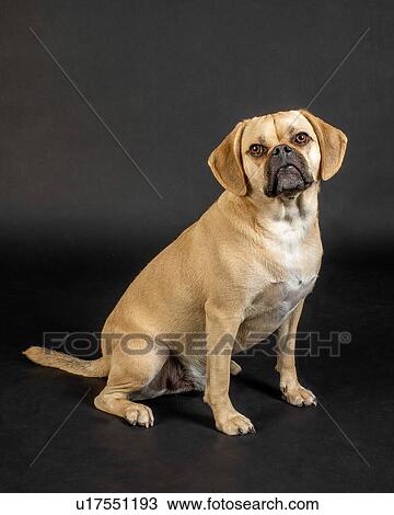 Stock Image - Portrait of young adorable puggle posing in studio. Fotosearch
