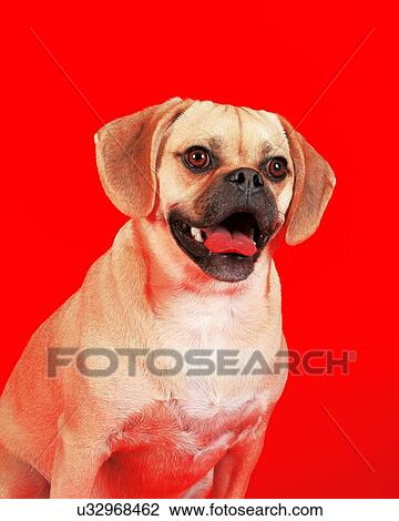 Portrait of young adorable puggle View Large Photo Image Stock Image - Portrait of young adorable puggle. Fotosearch