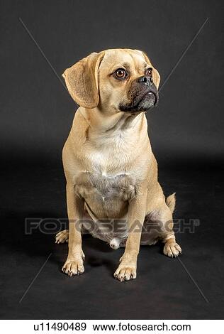 Stock Photo - Portrait of young adorable puggle posing in studio. Fotosearch