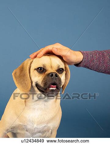 Stock Photo - Portrait of young adorable puggle loving head rubs from his owner. Fotosearch