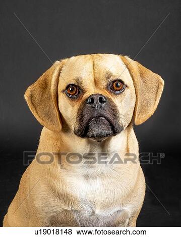 Stock Photo - Portrait of young adorable puggle posing in studio. Fotosearch
