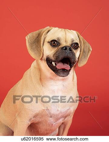Stock Photography - Portrait of young adorable puggle. Fotosearch