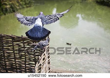 Stock Image - Rear view of pigeon flying above pond. Fotosearch