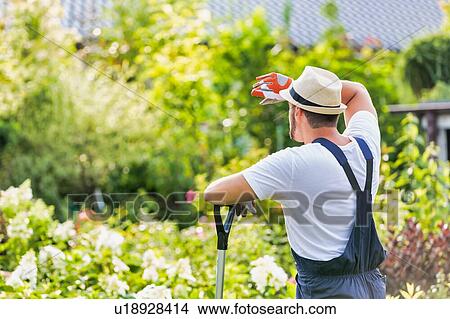 Picture - Rear view of tired male gardener leaning on shovel . Fotosearch