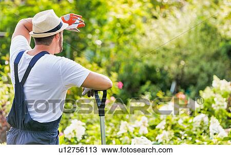 Rear view of tired male gardener leaning on shovel View Large Photo Image Stock Image - Rear view of tired male gardener leaning on shovel. Fotosearch