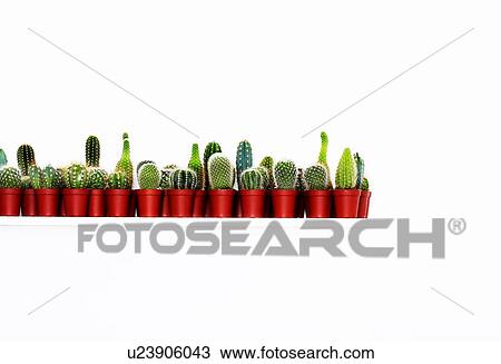 Row of small cactus plants in studio View Large Photo Image Stock Image - Row of small cactus plants in studio. Fotosearch