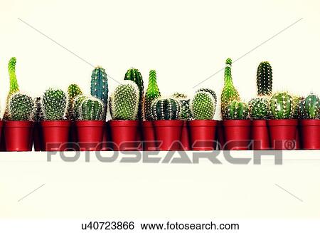 Stock Photograph - Row of small cactus plants in studio. Fotosearch