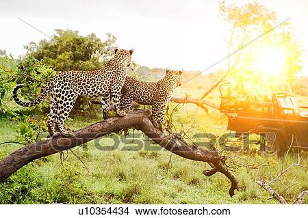 Picture - Safari in Africa with two leopards. Fotosearch